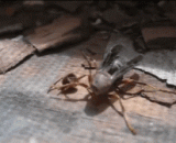 断头的蜂，在尝试了几次之后，飞走了……头貌似也抱走了 - The decapitated bee flew away after trying several times. The head looks like it's gone.