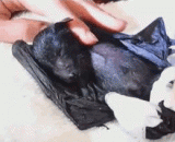 Cute little bat GIF dynamic picture [10P],可爱的小蝙蝠gif动态图片[10P]