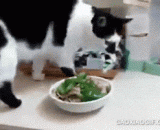 The shit officials made a bowl of green peppers and meow stars.,铲屎官做了一碗青椒肉片，喵星人的反应……