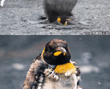 海豹强奸企鹅 野外.跨种.凌侮.群众围观三时间 - Seals prey on penguins. Cross species. Bullying. Crowd watching for three hours