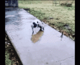 Sprout little pig is the most lovely,萌萌哒小猪猪最可爱了