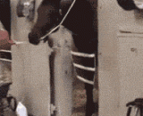 The real version of the horse's mental retardation... The white faced horse looks sad.,真实版的“马的智障”....白脸马看得一脸哀怨！