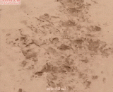 Danger is everywhere in the desert. This is the rattlesnake. If you step on it, you will have to endure the test of snake venom.,沙漠处处是危险，这是角响尾蛇，不小心踩到可是要承受蛇毒的考验哦