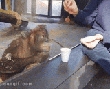 哈哈哈....你怎么骗得了我呢？好萌的猩猩！ - Ha ha ha... How do you cheat me? Good chimpanzees!