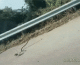 In order to save the mouse, the mother mouse also spelled,为了救小老鼠，母老鼠也是拼了