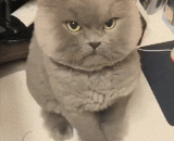 别碰我，本宝宝现在很生气 - Don't touch me, this baby is very angry now