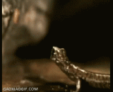 蜥蜴捕食瞬间 - The lizard preys on the moment