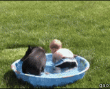 The little silver is rubbing his back to the old pig,小主银快给老猪搓搓背