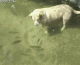 汪星人教你如何捕鱼 - The Wang stars teach you how to fish