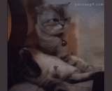 也不知道喵星人脑子里在想些什么..... - I don't know what the meow star is thinking about...