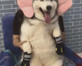 二哈：无奈有什么用，谁让自己摊上了一个二货主人 - Two Kazakhstan: what is the use of helplessness, who makes himself a master of two goods?