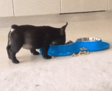 这狗粮好吃到要飞起来 - This dog food is delicious enough to fly