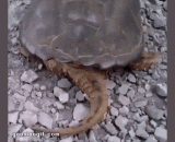 看王八老实就欺负它，挨咬了吧 - Watch the king bully it and bite it