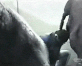 人头插大象菊花 - Head in the elephant Chrysanthemum