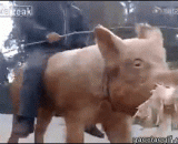 骑着猪来一场说走就走的旅行 - Ride a pig and come on a trip