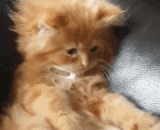 一只发现自己的尾巴会动的喵星人 - A meow star who finds his tail moving.