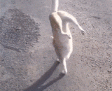 特立独行的喵星人，逆天了 - The special meow star, against the sky