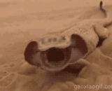 沙遁忍者蜥蜴，我要隐身了 - Sash Ninja lizard, I'm going to stealth