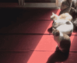 随阳光移动而移动的猫，为了晒太阳简直太拼了 [2P] - Cats that move with the sun are too [2P] for the sun.