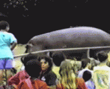 切记，参观大河马千万别靠得太近！自由飞翔 - Remember, don't be too close to visit a big river horse! Free flight