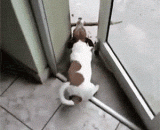 You TM four is not four silly!,你TM四不四傻！