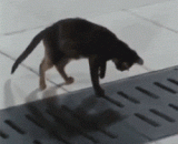 老外见这只猫一动不动好久 直到下一步动作让所有人给跪了 - The foreigner saw the cat motionless for a long time until the next move made everyone kneel.