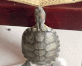 Very standard introduction, I give the full mark,很标准的引体向上，我给满分