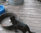 After a slap and a good meal, it looks hungry.,打了一巴掌还吃的这么欢，看来还真是饿了