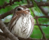 猫头鹰拧脖子，我也跟着拧...后来.... - The owl screwed the neck, and I screwed... Later...