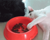 被发现了吗？还好没有，吓屎了 - Was it found? No, it scared shit.