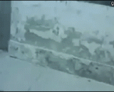 骑猪比骑马霸气多了 - Riding a pig is more overbearing than riding a horse