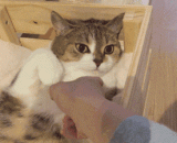 就你？也想摸朕的手？门都没有！ - Just you? Want to touch my hand? There is no door!