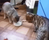 表面平静，内心其实上演了一部甄嬛传 - The surface is calm, and in fact, there is a The Legend of Zhen Huan.