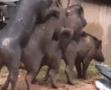 Is this a pig's body centipede?,难道这是猪体蜈蚣？