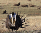 艾草松鸡，生活在北美， 这是雄性在求偶 - Moxa pine grouse lives in North America. This is a male courtship.