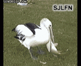 这破鱼，劳资不吃了！ - This is a broken fish, and the labor is not eaten!