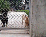 爬铁网的汪星人，简直要逆天了！！ - The Wang Xing people who climb the iron net are just going to go to the sky!