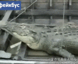 People in crocodile's stomach, children playing by river crocodiles eat.,鳄鱼肚子里的人，小孩河边玩被鳄鱼吃掉