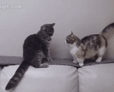 论腿长的优势 - On the advantage of leg length