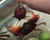 螃蟹吃樱桃，吃相好优雅 - Crabs eat cherry and eat well