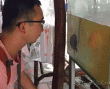 鱼：妈的智障，滚滚滚！ - Fish: Mom's mental retardation, roll!