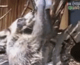 小浣熊摘棉花吃...艾玛！我糖呢？ - Little raccoon pluck cotton to eat... Elmar! What about my sugar?