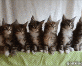 A group of meow wagging and shaking together,一群萌喵一起摇啊摇啊