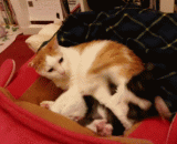 滚开，别打扰本喵休息！ - Get off, don't disturb the meow!