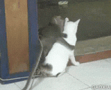 猴子强吻喵星人 - The monkey kissing the meow