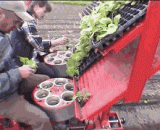 德国人是怎么种菜的 - How did the Germans grow vegetables