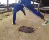 牛粪：意不意外？惊不惊喜？ - Cow dung: is it unexpected? Not surprised?