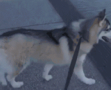 Two ha's everyday, I'm really just a slippery foot!,二哈的日常，我真的只是脚滑！