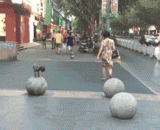 一只在大石球上跳来跳去的狗狗，这弹跳力没sei了 - A dog jumping on a big stone ball, the bouncing force is not SEI.