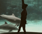 Dolphins see human performance,海豚看人表演